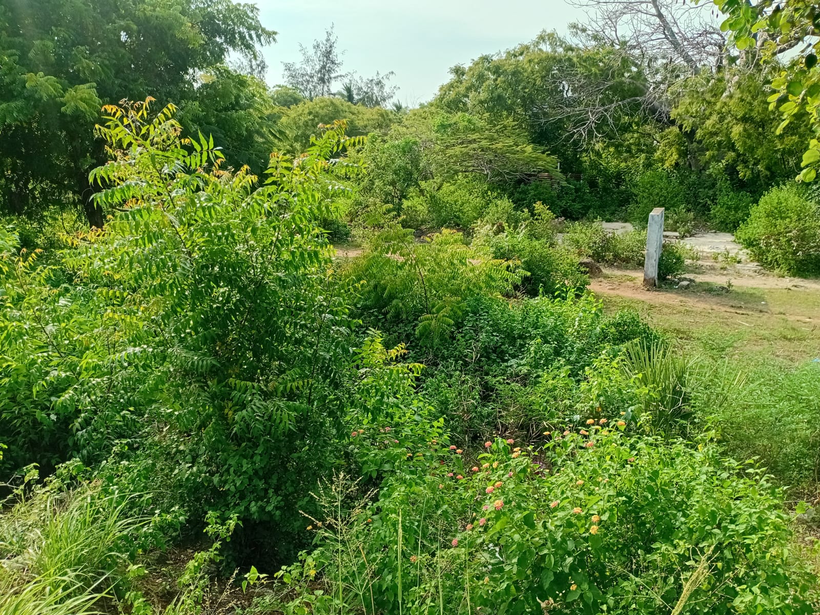 1.2 Acre for sale in Watamu