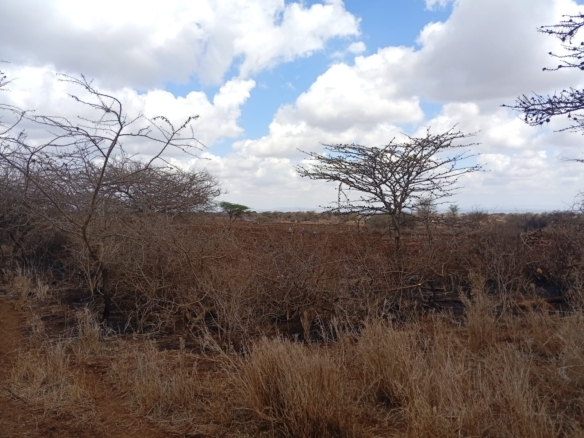 healthy read soil land for sale in kimana