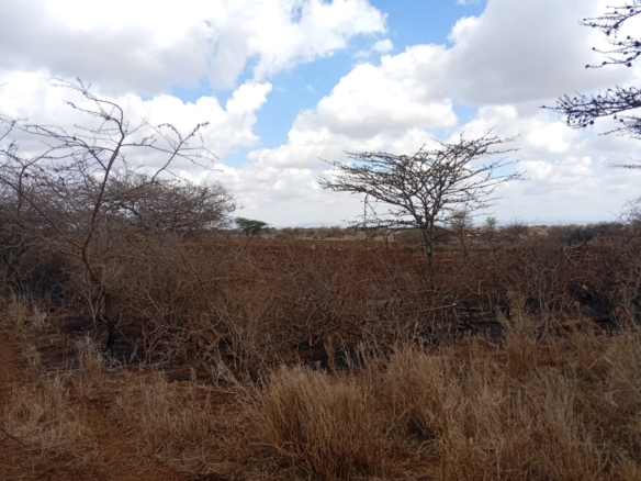 healthy read soil land for sale in kimana