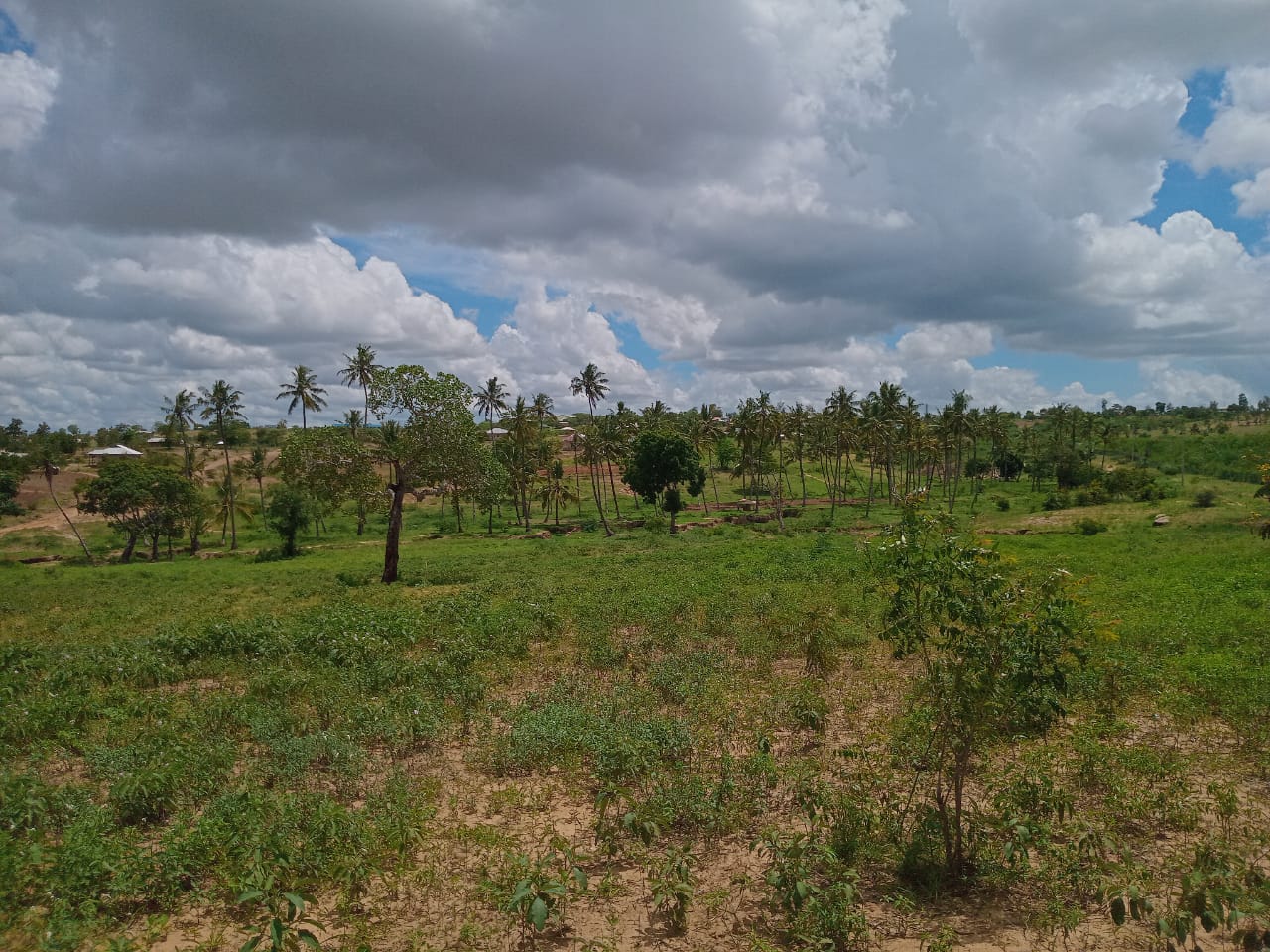 Affordable Land in Mazeras – 1.5 Acres for Sale, Kasemeni
