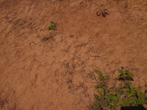 Affordable Land in Mazeras – 1.5 Acres for Sale, Kasemeni