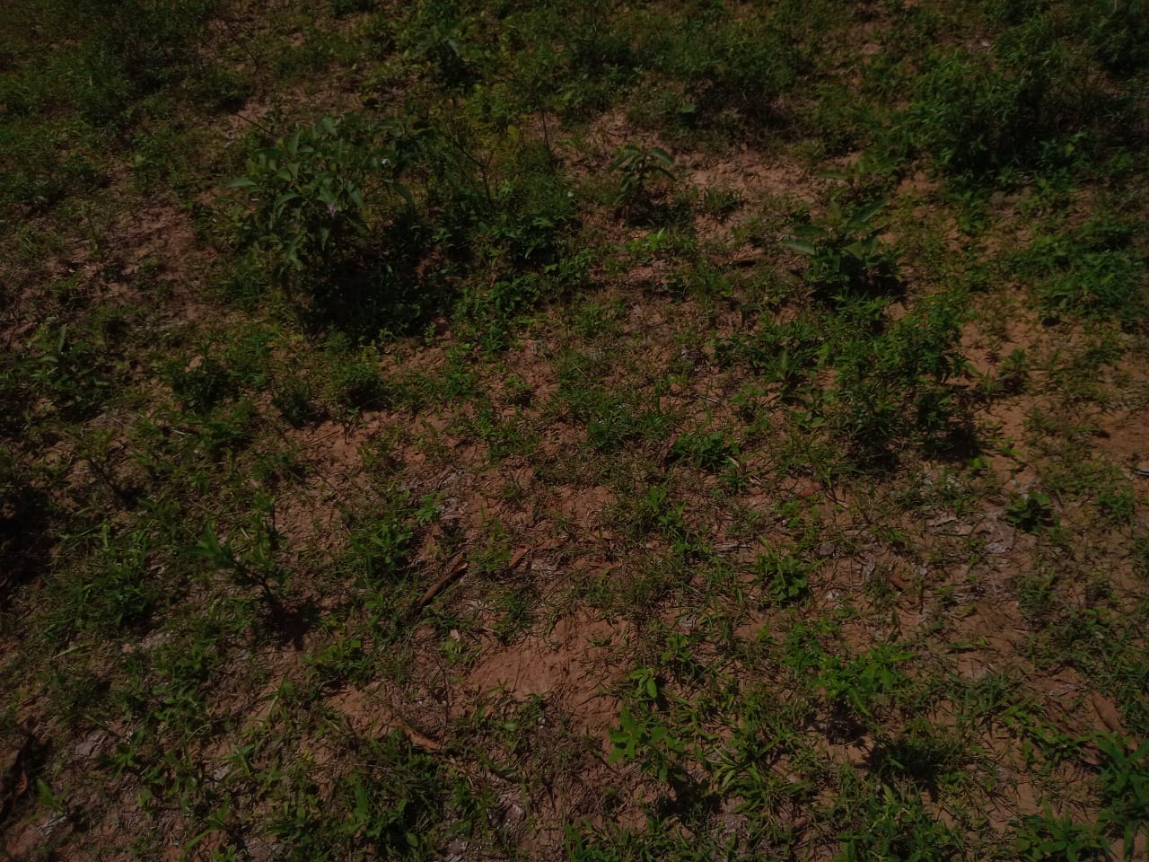 Affordable Land in Mazeras – 1.5 Acres for Sale, Kasemeni