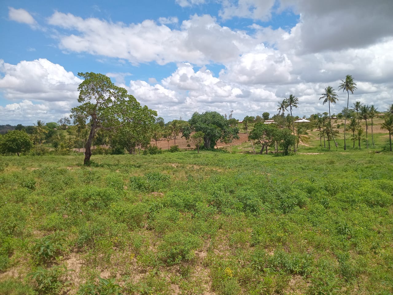 Affordable Land in Mazeras – 1.5 Acres for Sale, Kasemeni