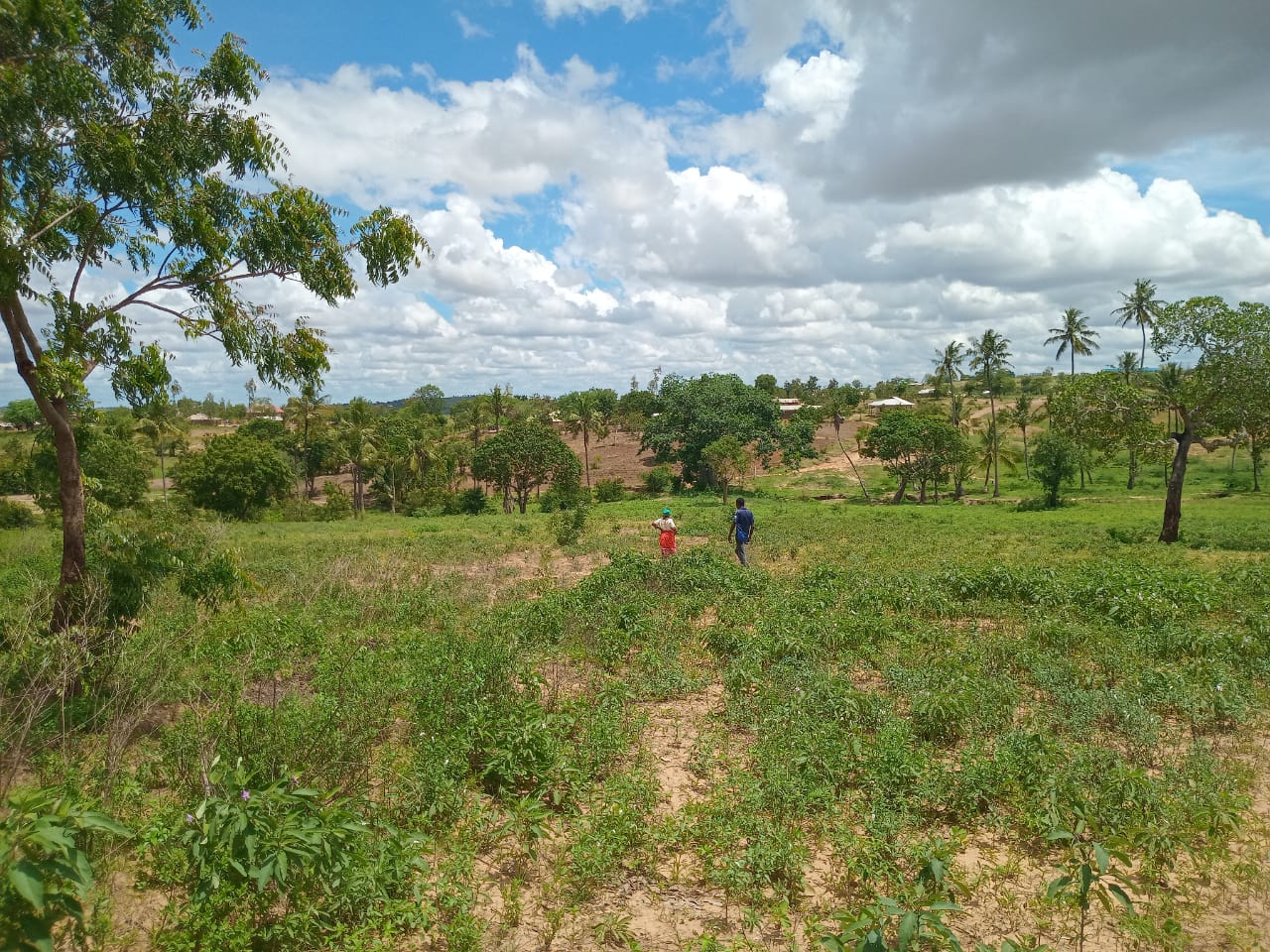Affordable Land in Mazeras – 1.5 Acres for Sale, Kasemeni