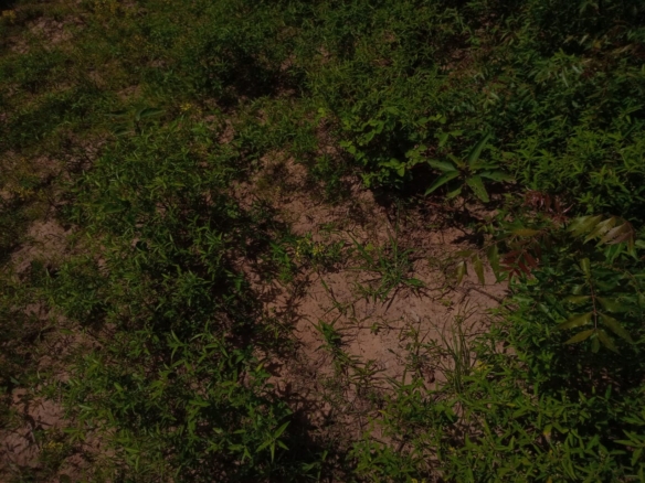 Affordable Land in Mazeras – 1.5 Acres for Sale, Kasemeni