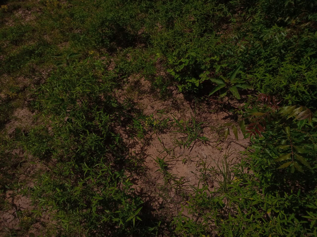 Affordable Land in Mazeras – 1.5 Acres for Sale, Kasemeni