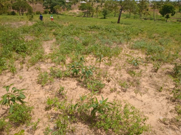 Affordable Land in Mazeras – 1.5 Acres for Sale, Kasemeni