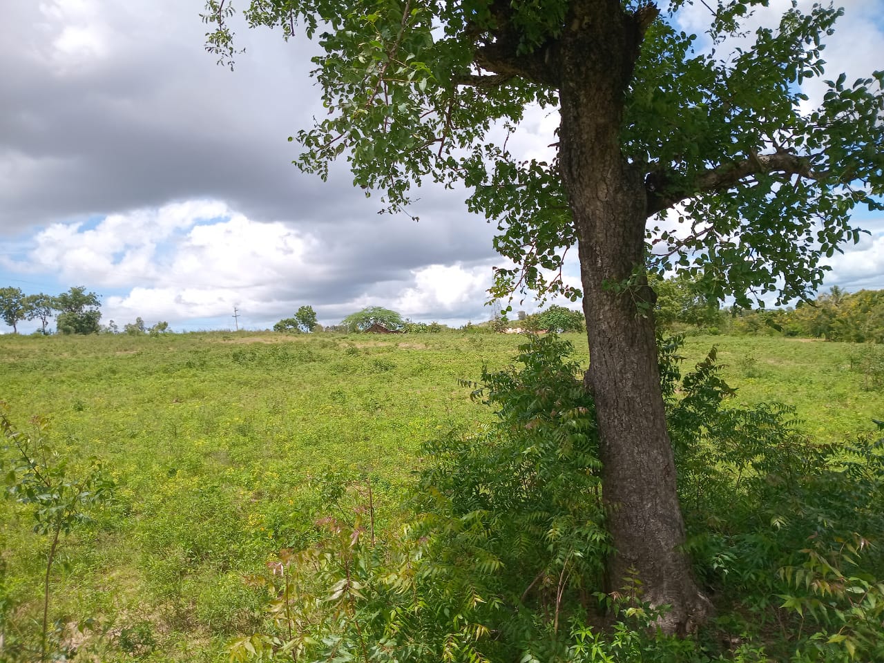 Affordable Land in Mazeras – 1.5 Acres for Sale, Kasemeni