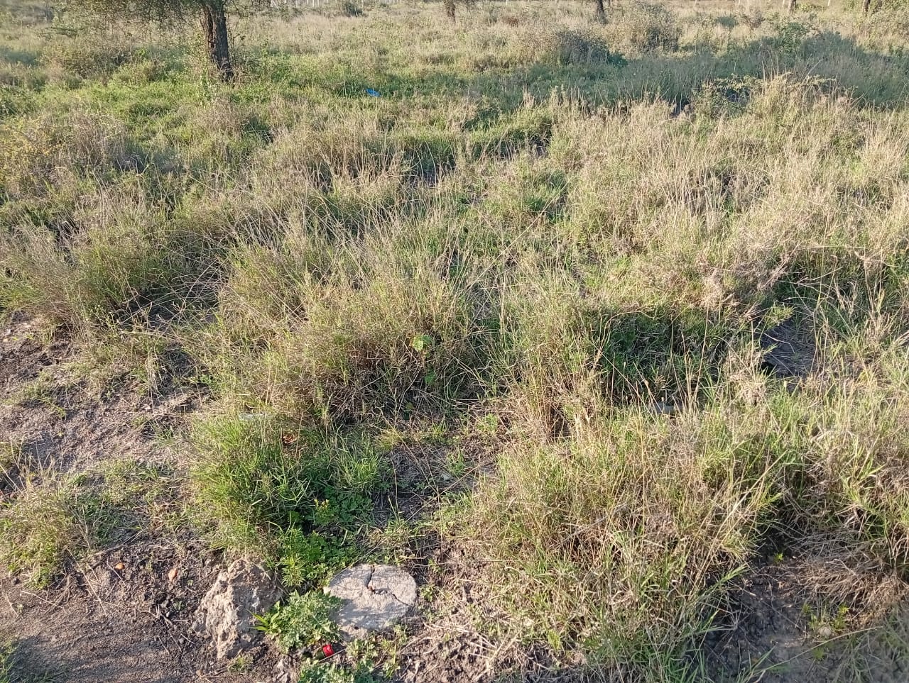 High-value 1/8-acre residential plot for sale in Kinanie, Lukenya with water, electricity, freehold title, and all-weather road access. Ideal for family homes or investment near Daystar University and Athi River.