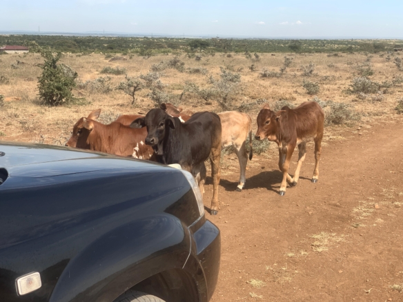 290 acres of land for sale in Rumuruti–Nanyuki with seasonal River Pesi flow. Ideal for agriculture, ranching, and investment. KSh 500,000 per acre
