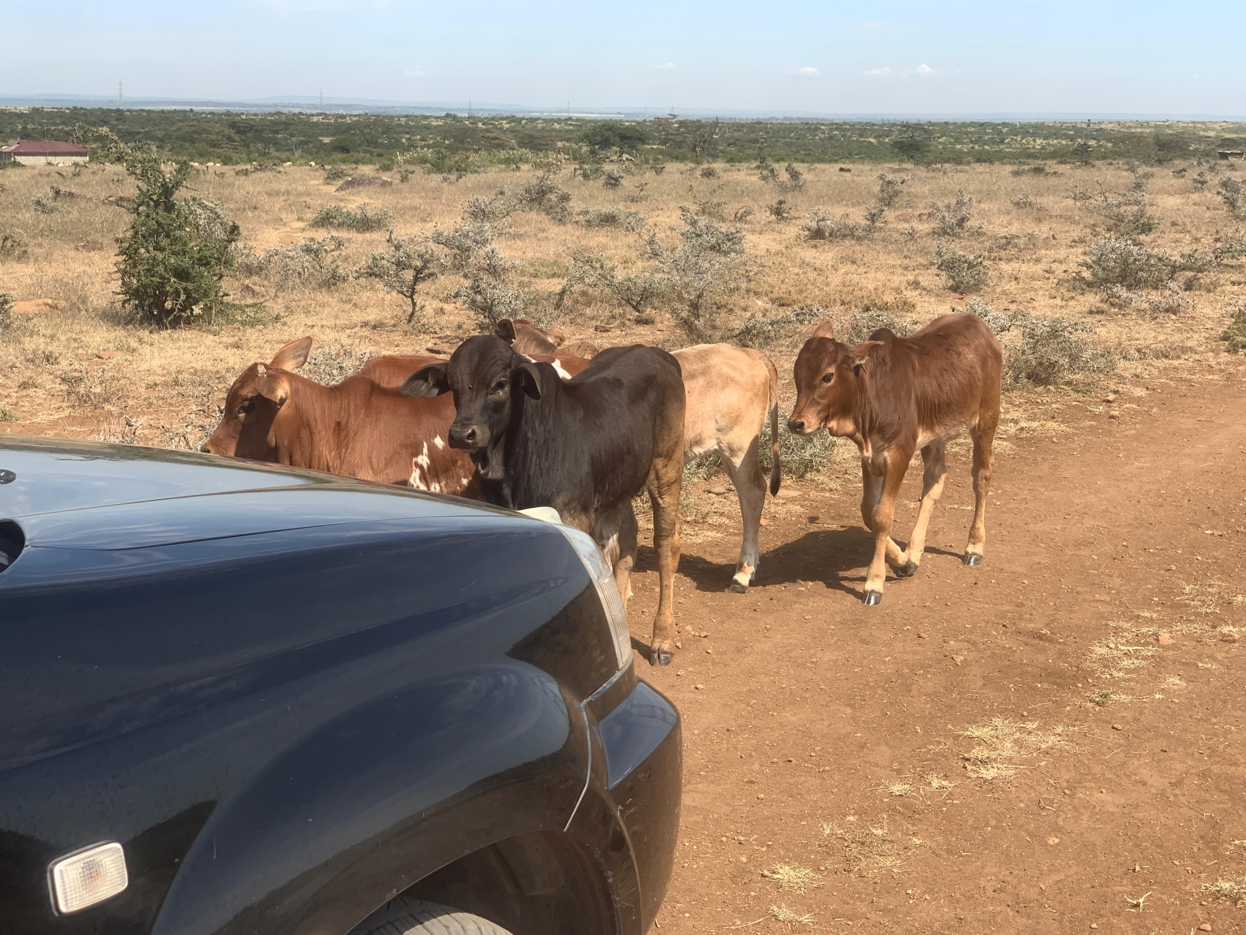 290 acres of land for sale in Rumuruti–Nanyuki with seasonal River Pesi flow. Ideal for agriculture, ranching, and investment. KSh 500,000 per acre