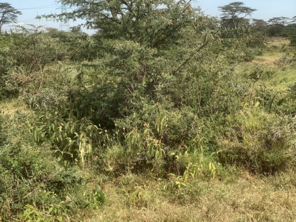 290 acres of land for sale in Rumuruti–Nanyuki with seasonal River Pesi flow. Ideal for agriculture, ranching, and investment. KSh 500,000 per acre