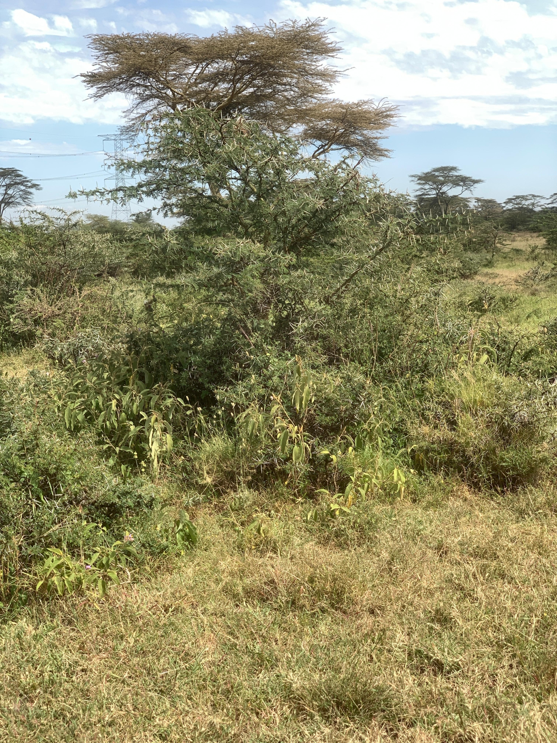 290 acres of land for sale in Rumuruti–Nanyuki with seasonal River Pesi flow. Ideal for agriculture, ranching, and investment. KSh 500,000 per acre