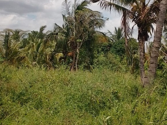 Discover affordable, fertile 5-acre and 7-acre Taveta parcels with amenities and ready title deeds. Ideal for agriculture, development, or long-term investment at KES 650,000 per acre.