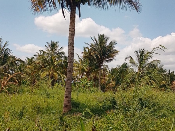 Discover affordable, fertile 5-acre and 7-acre Taveta parcels with amenities and ready title deeds. Ideal for agriculture, development, or long-term investment at KES 650,000 per acre.