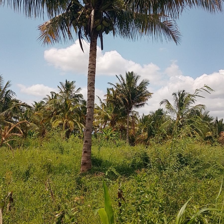 Discover affordable, fertile 5-acre and 7-acre Taveta parcels with amenities and ready title deeds. Ideal for agriculture, development, or long-term investment at KES 650,000 per acre.