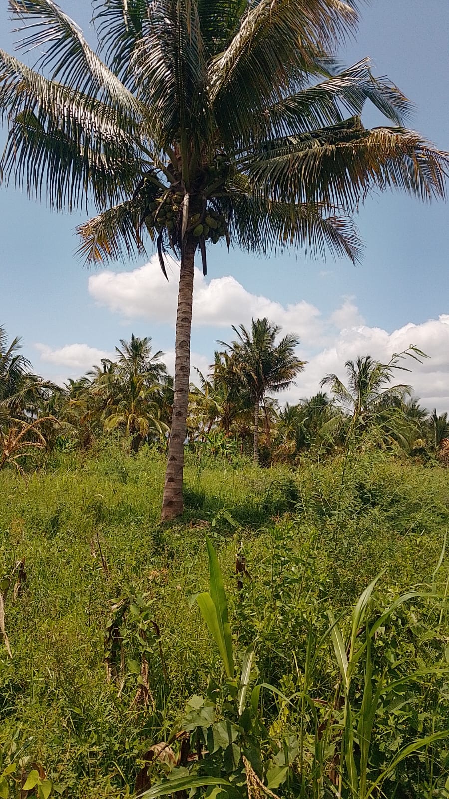 Discover affordable, fertile 5-acre and 7-acre Taveta parcels with amenities and ready title deeds. Ideal for agriculture, development, or long-term investment at KES 650,000 per acre.