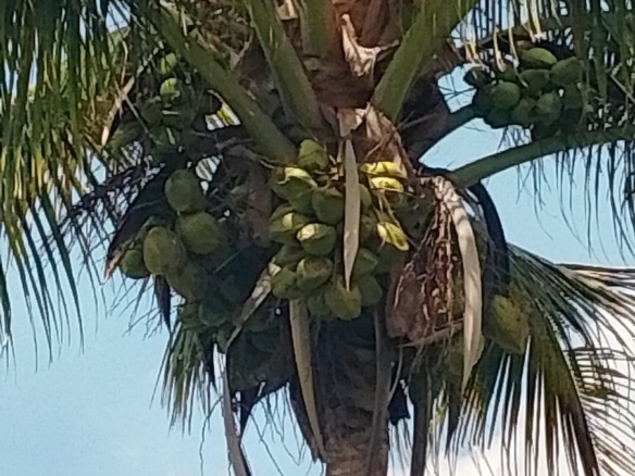 Discover affordable, fertile 5-acre and 7-acre Taveta parcels with amenities and ready title deeds. Ideal for agriculture, development, or long-term investment at KES 650,000 per acre.