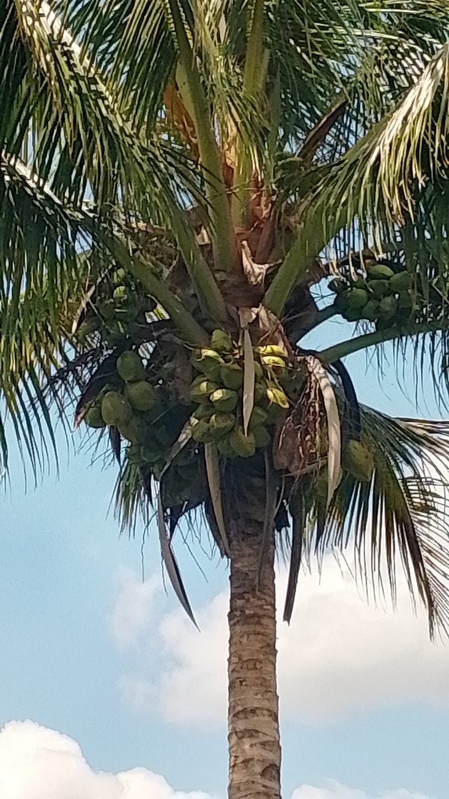 Discover affordable, fertile 5-acre and 7-acre Taveta parcels with amenities and ready title deeds. Ideal for agriculture, development, or long-term investment at KES 650,000 per acre.