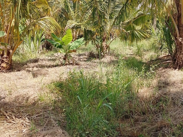 Discover affordable, fertile 5-acre and 7-acre Taveta parcels with amenities and ready title deeds. Ideal for agriculture, development, or long-term investment at KES 650,000 per acre.