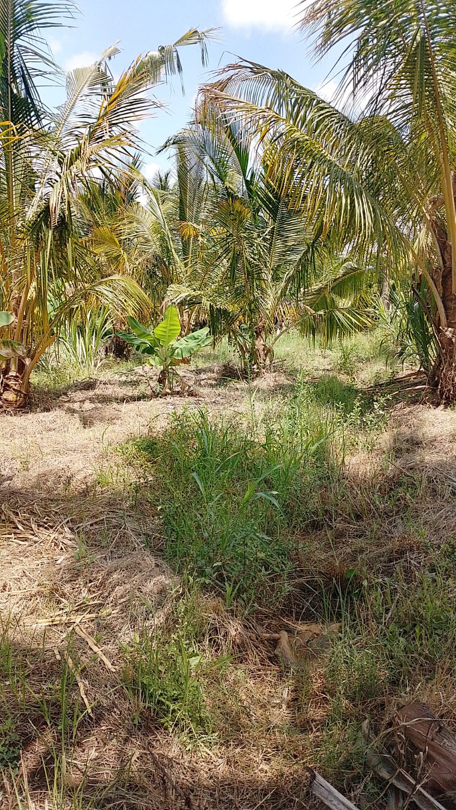 Discover affordable, fertile 5-acre and 7-acre Taveta parcels with amenities and ready title deeds. Ideal for agriculture, development, or long-term investment at KES 650,000 per acre.