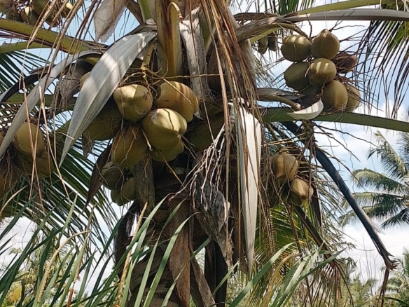 Discover affordable, fertile 5-acre and 7-acre Taveta parcels with amenities and ready title deeds. Ideal for agriculture, development, or long-term investment at KES 650,000 per acre.