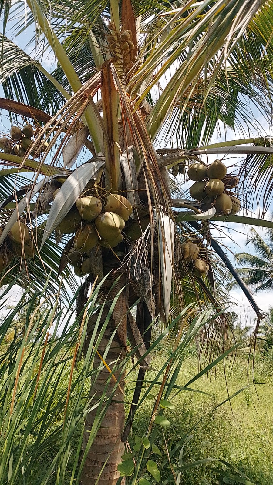 Discover affordable, fertile 5-acre and 7-acre Taveta parcels with amenities and ready title deeds. Ideal for agriculture, development, or long-term investment at KES 650,000 per acre.