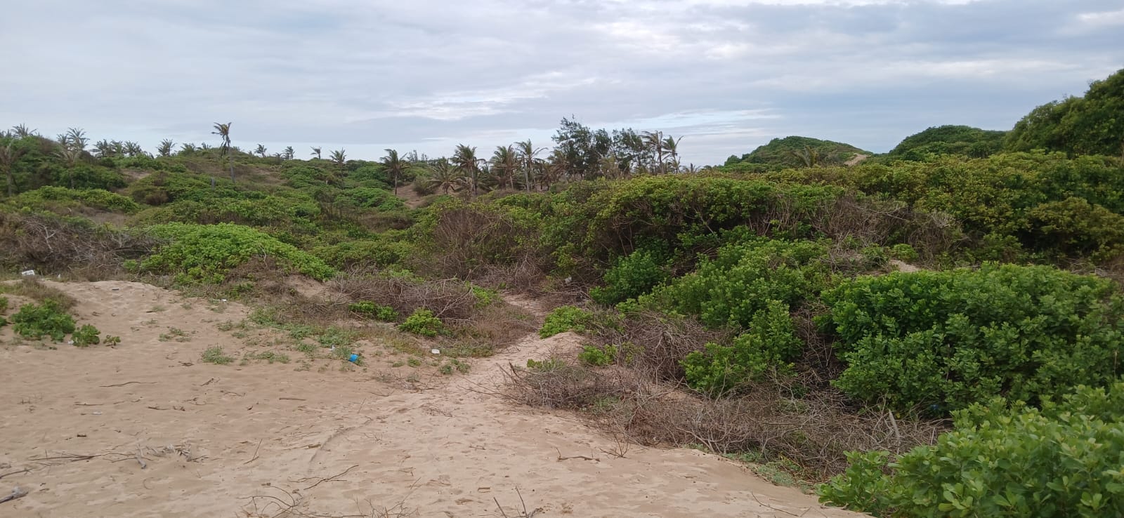 Luxury 4-acre beachfront property for sale in Ngomeni, Malindi, featuring direct beach access, ocean views, and high-value development potential for coastal projects.