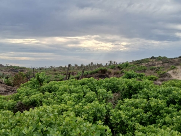 Luxury 4-acre beachfront property for sale in Ngomeni, Malindi, featuring direct beach access, ocean views, and high-value development potential for coastal projects.