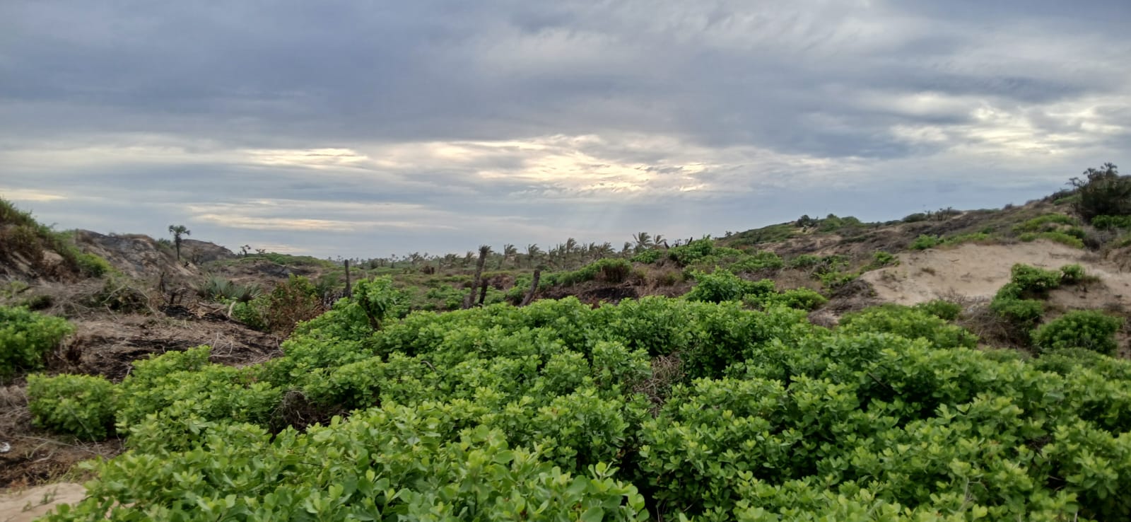 Luxury 4-acre beachfront property for sale in Ngomeni, Malindi, featuring direct beach access, ocean views, and high-value development potential for coastal projects.