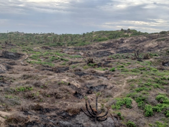 Luxury 4-acre beachfront property for sale in Ngomeni, Malindi, featuring direct beach access, ocean views, and high-value development potential for coastal projects.