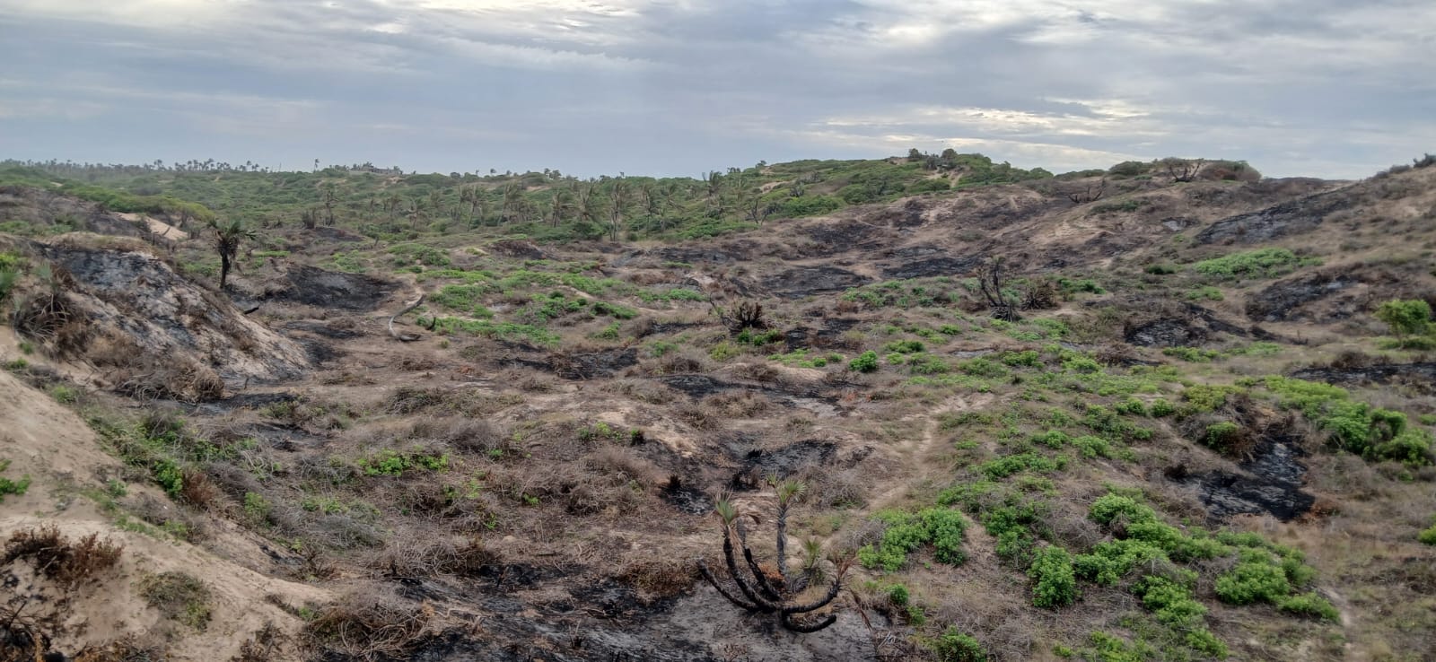 Luxury 4-acre beachfront property for sale in Ngomeni, Malindi, featuring direct beach access, ocean views, and high-value development potential for coastal projects.