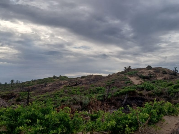 Luxury 4-acre beachfront property for sale in Ngomeni, Malindi, featuring direct beach access, ocean views, and high-value development potential for coastal projects.