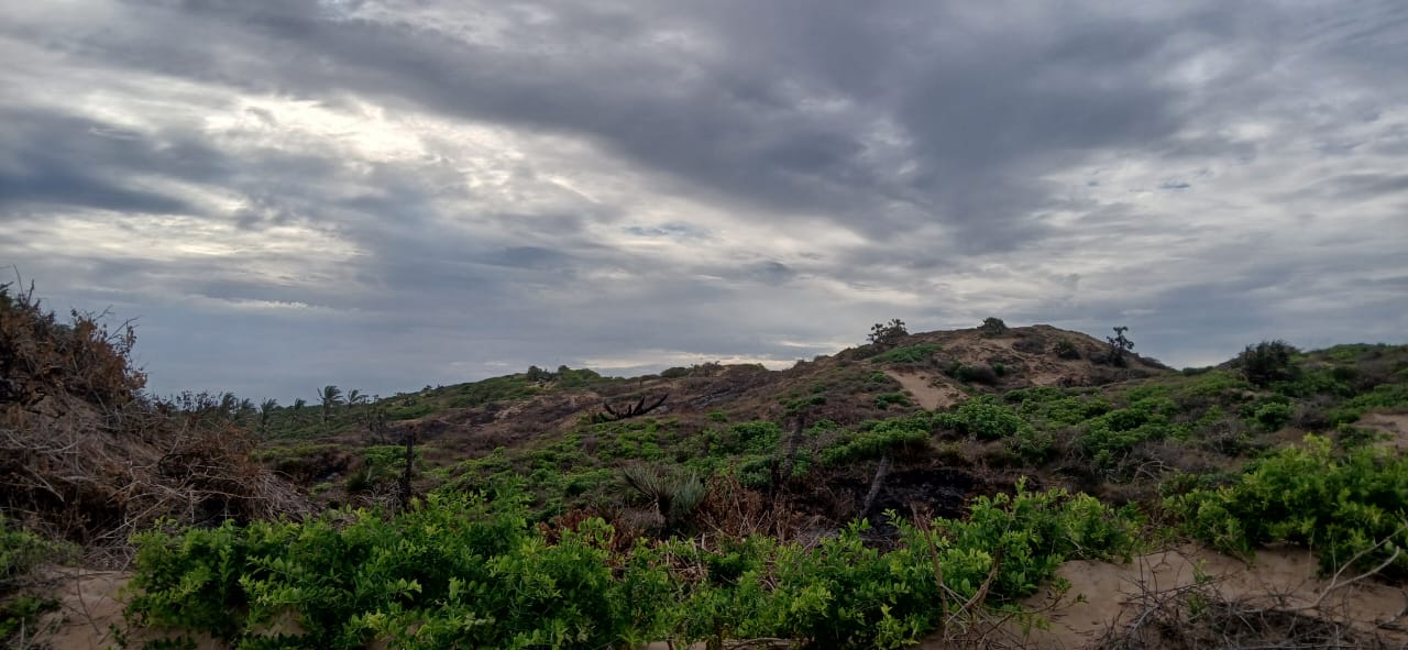 Luxury 4-acre beachfront property for sale in Ngomeni, Malindi, featuring direct beach access, ocean views, and high-value development potential for coastal projects.