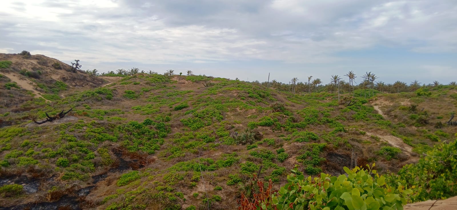 Luxury 4-acre beachfront property for sale in Ngomeni, Malindi, featuring direct beach access, ocean views, and high-value development potential for coastal projects.