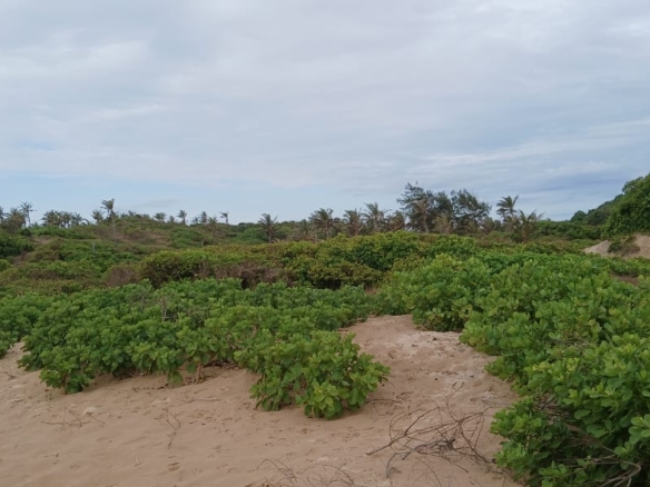 Luxury 4-acre beachfront property for sale in Ngomeni, Malindi, featuring direct beach access, ocean views, and high-value development potential for coastal projects.