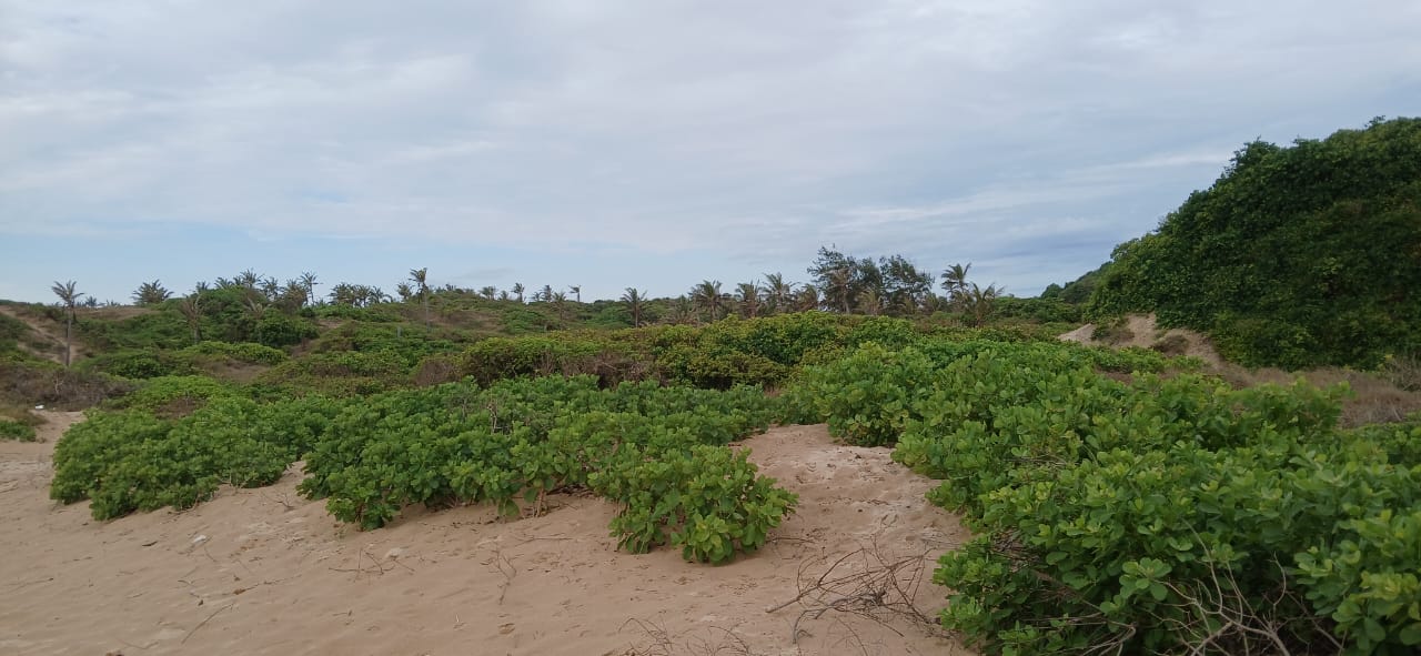 Luxury 4-acre beachfront property for sale in Ngomeni, Malindi, featuring direct beach access, ocean views, and high-value development potential for coastal projects.