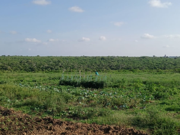 Prime 32-acre Marafa farmland with water access and clean title deed, ideal for agriculture and investment.