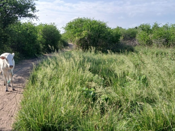 Prime 32-acre Marafa farmland with water access and clean title deed, ideal for agriculture and investment.