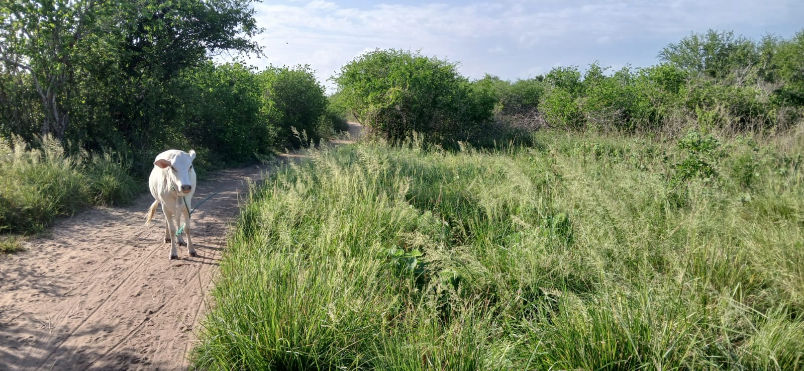 Prime 32-acre Marafa farmland with water access and clean title deed, ideal for agriculture and investment.