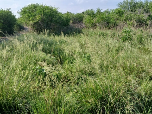 Prime 32-acre Marafa farmland with water access and clean title deed, ideal for agriculture and investment.