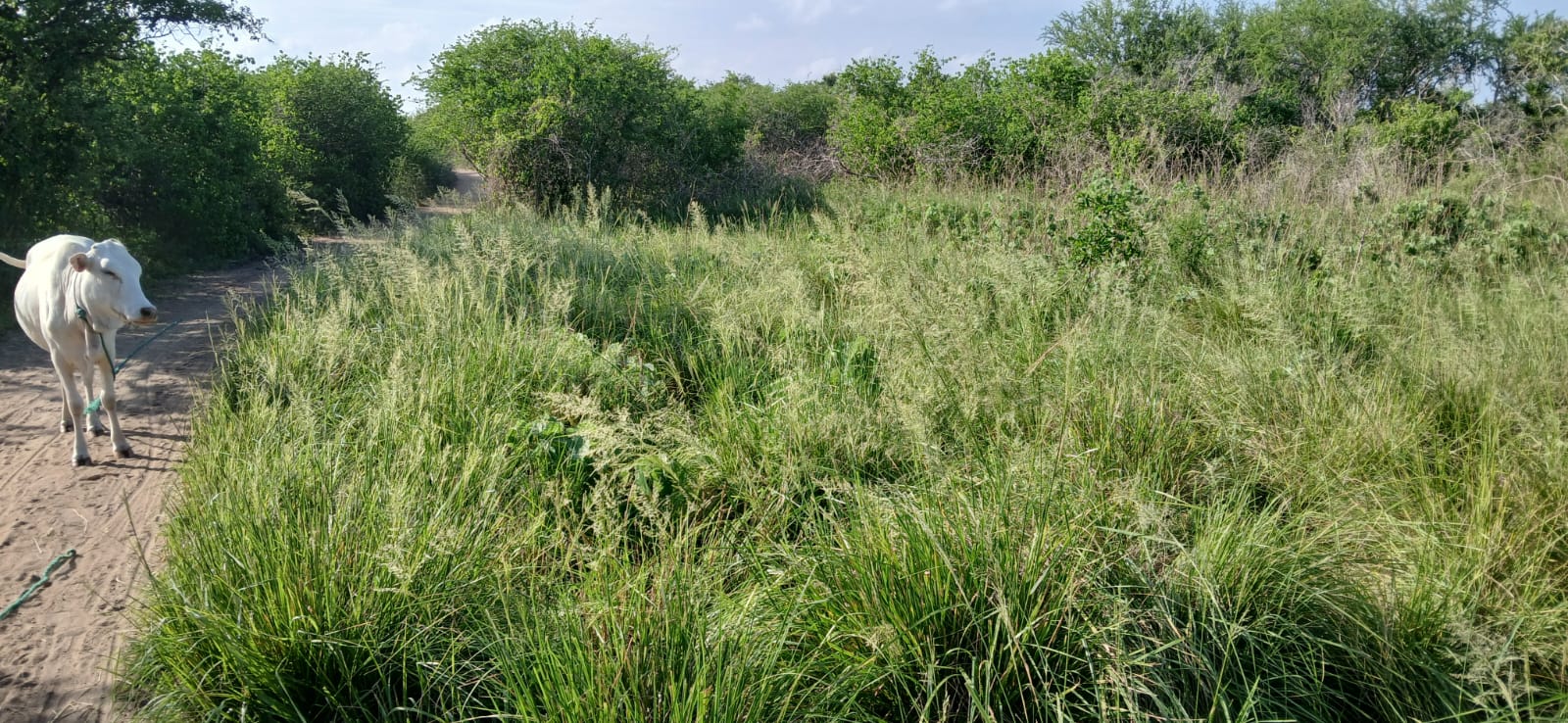 Prime 32-acre Marafa farmland with water access and clean title deed, ideal for agriculture and investment.