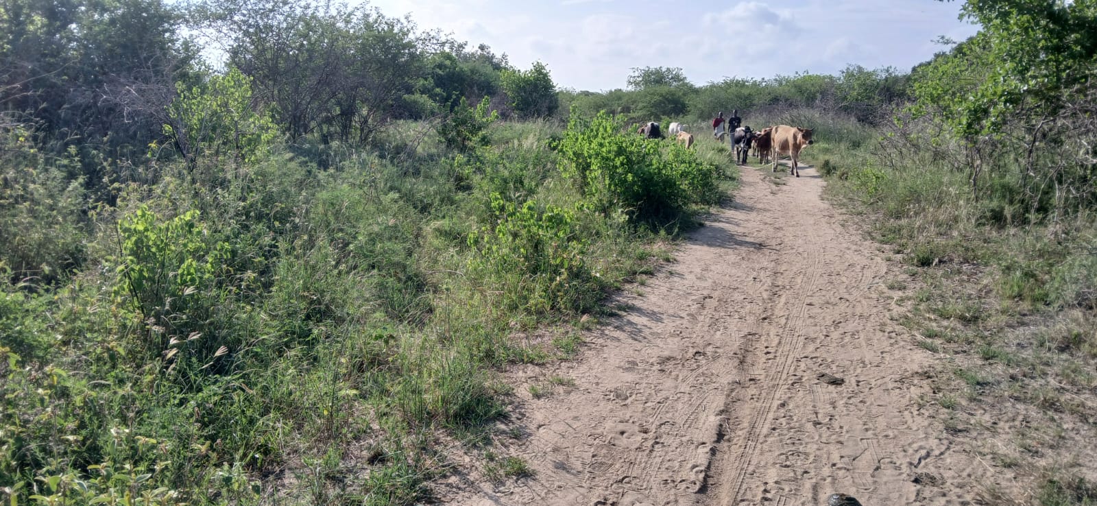 Prime 32-acre Marafa farmland with water access and clean title deed, ideal for agriculture and investment.