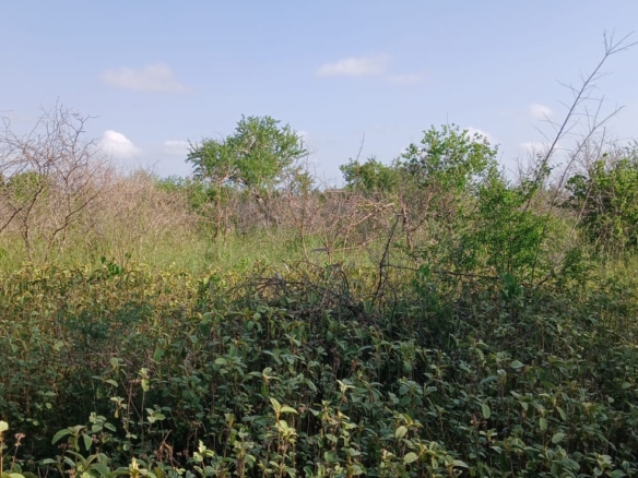 Prime 32-acre Marafa farmland with water access and clean title deed, ideal for agriculture and investment.