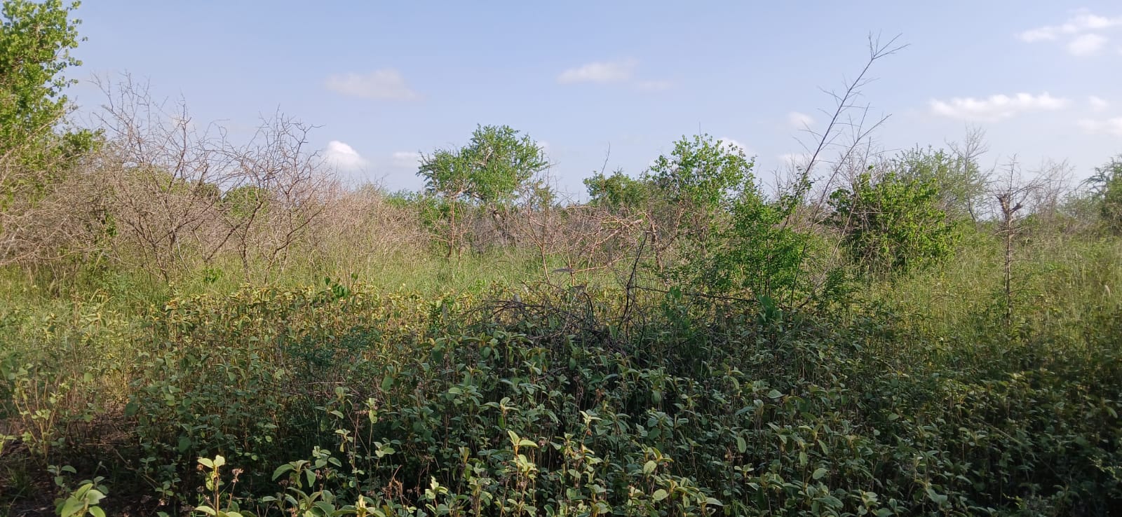 Prime 32-acre Marafa farmland with water access and clean title deed, ideal for agriculture and investment.