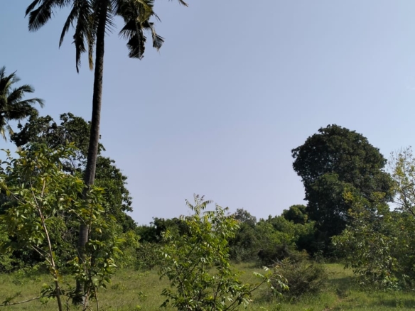 6 Acres For sale in Msabaha Malindi