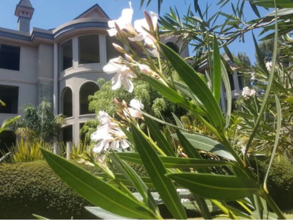 Hotel suites for sale in Nyeri Town on 1.5 acres, 86% complete. Ideal for investors seeking a near-ready hospitality project. Asking KSh 130M.