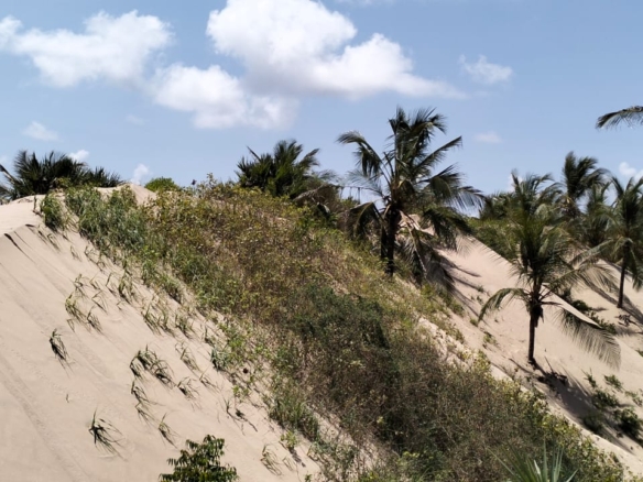 Prime 12-acre beachfront property for sale in Ngomeni. Ideal for resorts, holiday homes, or investment. Perfect sandy beach, ocean views, and massive potential.