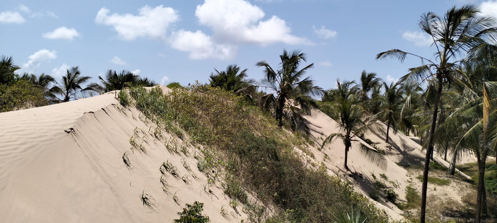 Prime 12-acre beachfront property for sale in Ngomeni. Ideal for resorts, holiday homes, or investment. Perfect sandy beach, ocean views, and massive potential.