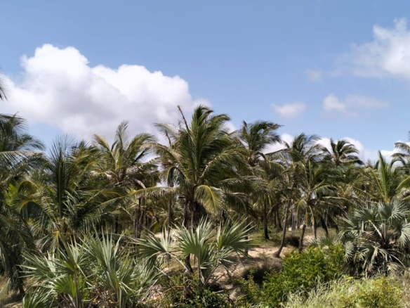 Prime 12-acre beachfront property for sale in Ngomeni. Ideal for resorts, holiday homes, or investment. Perfect sandy beach, ocean views, and massive potential.